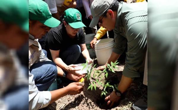 Presidente de Honduras lanza campaña de reforestación